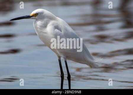 Héron blanc reposant dans l'eau de la rivière Banque D'Images