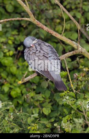 Préening de pigeon de bois (Columba palumbus), Norfolk, Angleterre, Royaume-Uni, juin. Banque D'Images