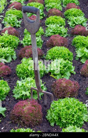 Variétés de laitue, y compris COS et rosso de Lollo, en patchwork végétal décoratif. Banque D'Images