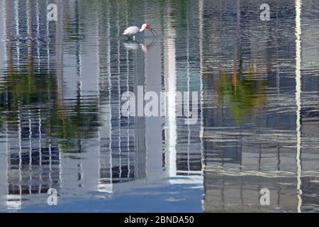 White ibis (Eudocimus albus), cours d'eau avec réflexions de blocs de tours, plage de fort Myers, Gulf Coast, Floride, Etats-Unis, mars. Banque D'Images