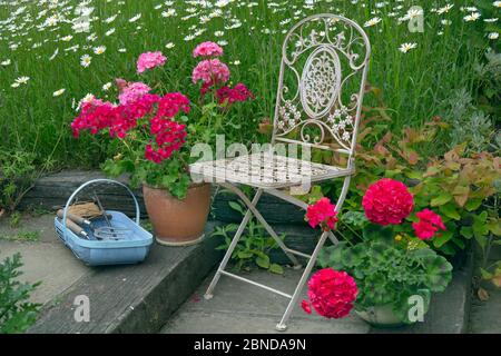 Chaise de jardin avec Pelargoniums en pot, et outils de jardin dans un panier avec des marguerites aux yeux de l'Ox (Leucanthemum vulgare). Banque D'Images