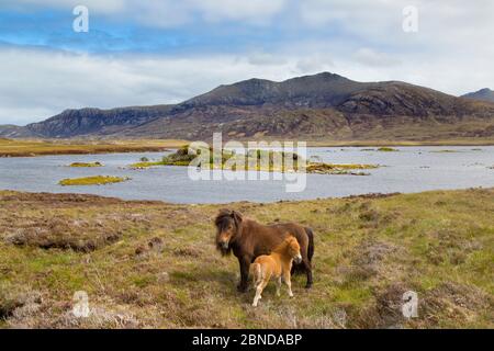 Eriskay Pony and foal, Benbecula, Outer Hebrides, Écosse, Royaume-Uni, juin. Banque D'Images