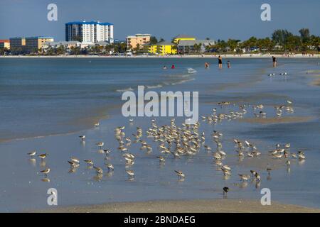Sanderlings (Calidris alba) et Dunlins (Calidris alpina) sur la plage de fort Myers Beach, Gulf Coast, Floride, États-Unis, mars. Banque D'Images