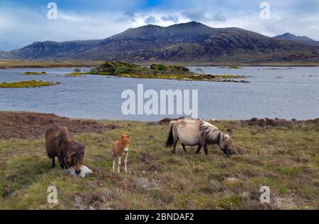 Eriskay poney mère et foal, avec une femme enceinte derrière, Benbecula, Outer Hebrides, Écosse, Royaume-Uni, juin. Banque D'Images