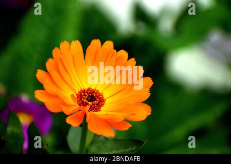 Pot fleur rouge orange Banque D'Images