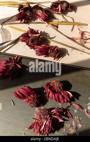 fleurs rouges séchées sur fond de bois et de métal Banque D'Images