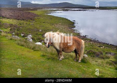 Pony enceinte d'Eriskay, Benbecula, Hébrides extérieures, Écosse, juin. Banque D'Images