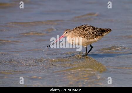 Marbré de godwit (Linosa fedoa) nourrissant, plage de fort Myers, côte du golfe, Floride, États-Unis, mars. Banque D'Images