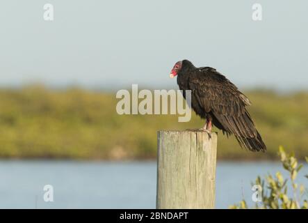 Turquie vautour (Cathartes aura) debout en poste, Floride, États-Unis, février. Banque D'Images