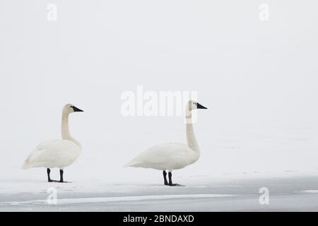 Cygne trompettiste (Cygnus buccinator) sur la rivière enneigée, Yellowstone, Wyoming, États-Unis, février. Banque D'Images