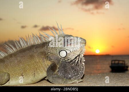 L'iguana mâle est couché devant le coucher du soleil, île Bonaire, Caraïbes Banque D'Images