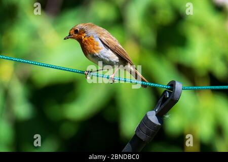 Rouge-gorge sur une ligne de lavage de jardin. Banque D'Images