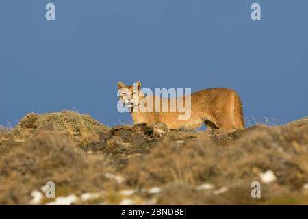 Puma (Puma concolor) dans l'habitat de haute altitude, le Parc National Torres del Paine, Chili. Banque D'Images