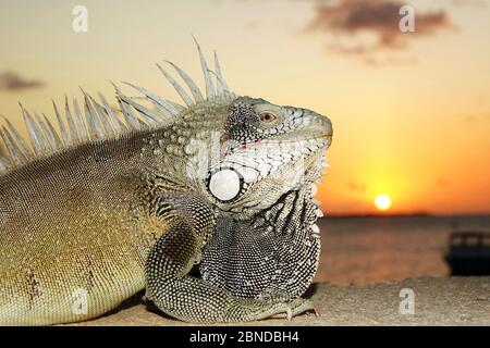 L'iguana mâle est couché devant le coucher du soleil, île Bonaire, Caraïbes Banque D'Images