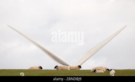 Eaglesham Moor, Écosse, Royaume-Uni. 14 mai 2020. Photo : du champ à l'assiette, les moutons paissent sur un champ vert avec leurs agneaux de printemps qui seront bientôt transformés en quelques semaines pour répondre à la demande de l'industrie britannique de la viande. Crédit : Colin Fisher/Alay Live News Banque D'Images