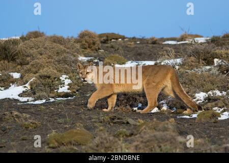 Puma (Puma concolor) dans l'habitat de haute altitude, le Parc National Torres del Paine, Chili. Banque D'Images