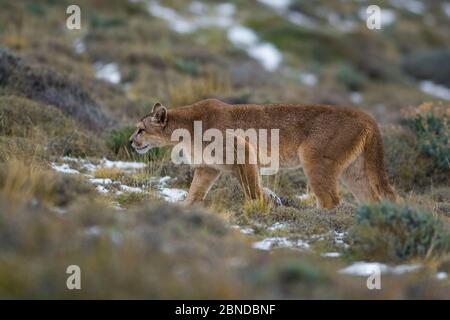 Puma (Puma concolor) dans l'habitat de haute altitude, le Parc National Torres del Paine, Chili. Banque D'Images