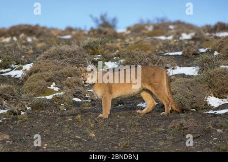 Puma (Puma concolor) dans l'habitat de haute altitude, le Parc National Torres del Paine, Chili. Banque D'Images