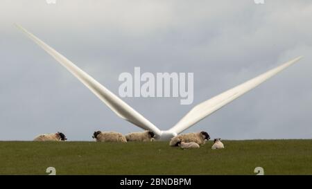 Eaglesham Moor, Écosse, Royaume-Uni. 14 mai 2020. Photo : du champ à l'assiette, les moutons paissent sur un champ vert avec leurs agneaux de printemps qui seront bientôt transformés en quelques semaines pour répondre à la demande de l'industrie britannique de la viande. Crédit : Colin Fisher/Alay Live News Banque D'Images