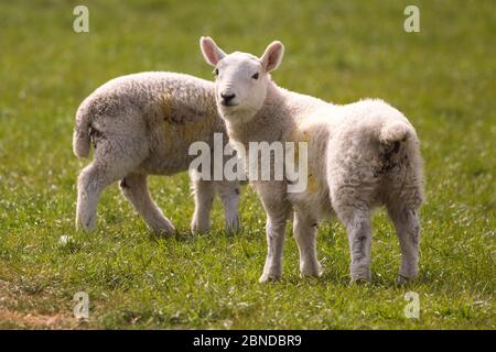 Eaglesham Moor, Écosse, Royaume-Uni. 14 mai 2020. Photo : du champ à l'assiette, les moutons paissent sur un champ vert avec leurs agneaux de printemps qui seront bientôt transformés en quelques semaines pour répondre à la demande de l'industrie britannique de la viande. Crédit : Colin Fisher/Alay Live News Banque D'Images