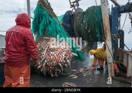 Transport dans un filet de drague rempli d'Haddock (Melanogrammus aeglefinus), de Pollock (Polachius), de Dogfish (Squalidae) et de Lobster (Nephropidae) Georges Ban Banque D'Images