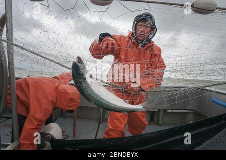 Gillnet fishing boats in the Egegik river in the Bristol Bay region of  Alaska fishing for Salmon Stock Photo - Alamy