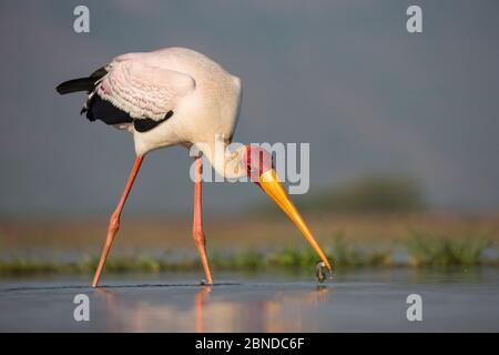 Yellowbked stork (Mycteria ibis) foraging, Zimanga Private Game Reserve, KwaZulu-Natal, Afrique du Sud, mai Banque D'Images