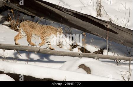 Bobcat (Lynx rufus) marchant dans la neige, parc national de Yellowstone, Wyoming, États-Unis, février. Banque D'Images