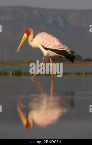 Yellowbked stork (Mycteria ibis), reflété dans l'eau, Zimanga Private Game Reserve, KwaZulu-Natal, Afrique du Sud, mai Banque D'Images