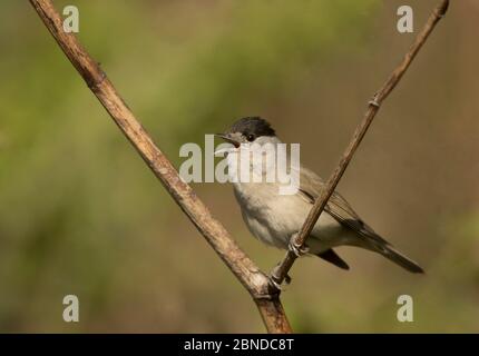 Chant masculin de Blackcap (Sylvia atricapilla) dans l'arbre, Yorkshire du Sud, Angleterre, Royaume-Uni, avril. Banque D'Images