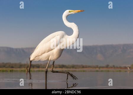 Grand aigreet (Ardea alba), Réserve de gibier privée de Zimanga, KwaZulu-Natal, Afrique du Sud, mai Banque D'Images