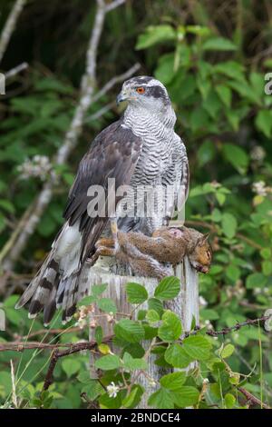 Goshawk (Accipiter gentilis) avec écureuil gris, Royaume-Uni, juillet. Captif. Banque D'Images