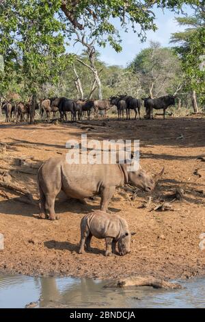 Rhinocéros blancs (Ceratotherium simum) avec veau, wildebeest bleu (Connochaetes taurinus) en arrière-plan, réserve de gibier de Mkhuze, KwaZulu Natal, Sou Banque D'Images