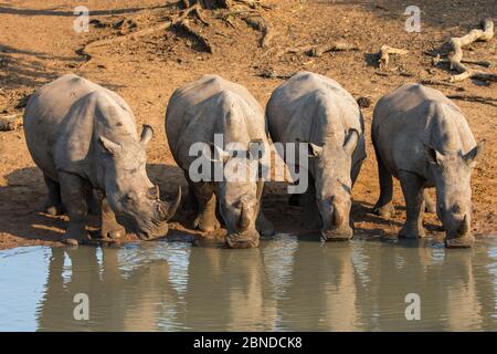 Boisson aux rhinocéros blancs (Ceratotherium simum), trou d'eau de Kumasinga, réserve de chasse de Mkhuze, KwaZulu Natal, Afrique du Sud, juin Banque D'Images