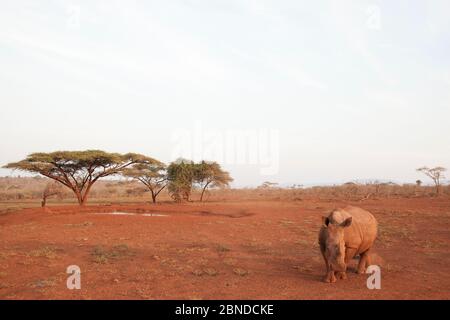 Rhinocéros blancs (Ceratotherium simum), réserve privée de gibier de Zimanga, KwaZulu Natal, Afrique du Sud, juin Banque D'Images