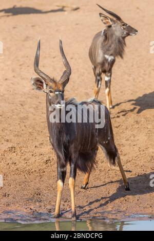 Nyala (Tragelaphus angasii) taureaux, réserve de jeux de Mkhuze, KwaZulu-Natal, Afrique du Sud, mai Banque D'Images