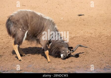 Nyala (Tragelaphus angasii), raking de taureaux, réserve de jeux de Mkhuze, KwaZulu-Natal, Afrique du Sud, juin Banque D'Images