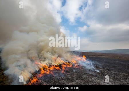 Combustion contrôlée de la lande de bruyère, Derwent Edge, parc national de Peak District, Derbyshire, Royaume-Uni. Octobre 2015. Banque D'Images