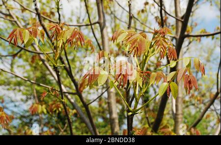 Les jeunes feuilles poussent sur un noyer au printemps (mi-avril) Banque D'Images