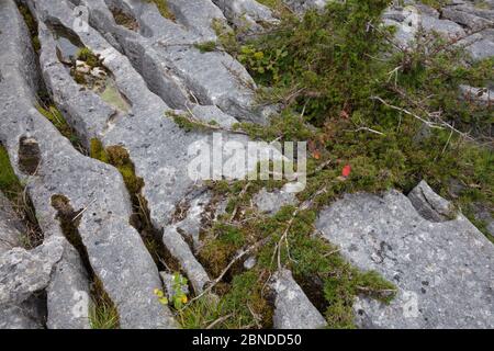 Arbre à ouate (Taxus baccata) croissant dans le gryke calcaire, réserve naturelle nationale de Gait Barrows, Lancashire, Royaume-Uni. Septembre. Banque D'Images