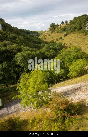 Les cendres (Fraxinus excelsior) poussent sur des cries de calcaire à Lathkill Dale, parc national de Peak District, Derbyshire, Royaume-Uni. Septembre. Banque D'Images