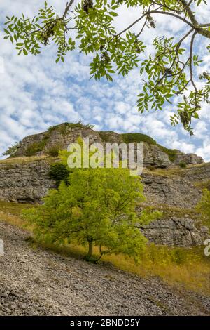 Les cendres (Fraxinus excelsior) poussent sur des cries de calcaire à Lathkill Dale, parc national de Peak District, Derbyshire, Royaume-Uni. Septembre. Banque D'Images