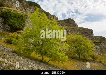 Les cendres (Fraxinus excelsior) poussent sur des cries de calcaire à Lathkill Dale, parc national de Peak District, Derbyshire, Royaume-Uni. Septembre. Banque D'Images