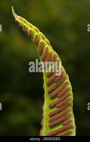 La fougères de la langue de HART (Asplenium scolopendrium), rangées de sori produisant des spores sur le dessous de la fronde. Réserve naturelle nationale de Gait Barrows, Lancash Banque D'Images