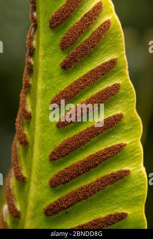 La fougères de la langue de HART (Asplenium scolopendrium), rangées de sori produisant des spores sur le dessous de la fronde. Réserve naturelle nationale de Gait Barrows, Lancash Banque D'Images