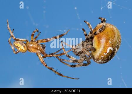 Araignée à quatre points (Araneus quadratus) mâle approchant la plus grande femelle pour s'accoupler. Parc national de Peak District, Derbyshire, Royaume-Uni. Octobre. Banque D'Images