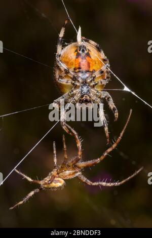 Araignée à quatre points (Araneus quadratus) mâle approchant la plus grande femelle pour s'accoupler. Parc national de Peak District, Derbyshire, Royaume-Uni. Octobre. Banque D'Images