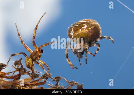 Araignée à quatre points (Araneus quadratus) mâle approchant la plus grande femelle pour s'accoupler. Parc national de Peak District, Derbyshire, Royaume-Uni. Octobre. Banque D'Images