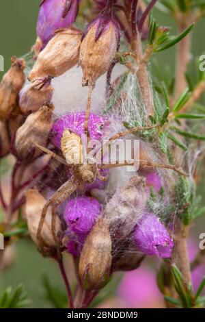 Araignée de crabe en marche (Philodromus sp.) femelle garante du sac d'œufs. Arne RSPB Reserve, Dorset, Royaume-Uni. Août. Banque D'Images