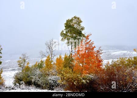 La neige qui tombe tôt couvre le feuillage d'automne en blanc. Prise dans la vallée de Lamar dans le parc national de Yellowstone en octobre. Banque D'Images